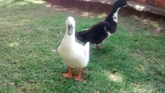 Anas platyrhynchos domesticus