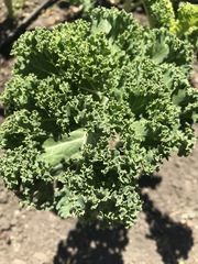 Brassica oleracea acephala