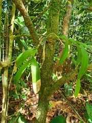Epidendrum nocturnum