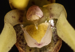 Pleurothallis vorator