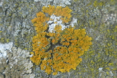 Xanthoria parietina