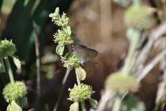 Satyrium esculi