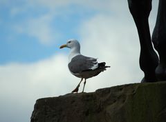 Larus fuscus
