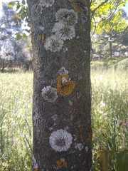 Xanthoria parietina