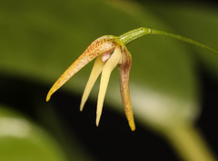 Pleurothallis vorator