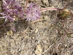 Allium anceps