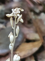 Wullschlaegelia calcarata