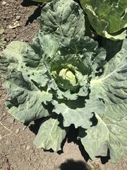 Brassica oleracea capitata