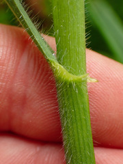 Bromus benekenii