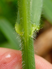 Bromus benekenii