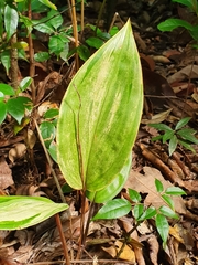 Prescottia stachyodes