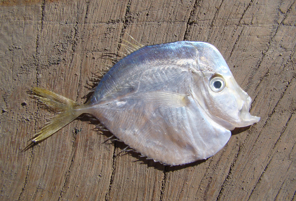 moonfish