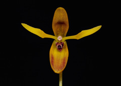 Pleurothallis wielii
