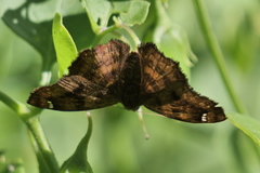 Nisoniades macarius