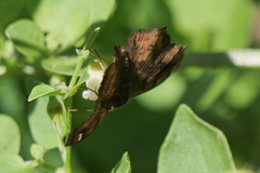 Nisoniades macarius