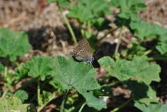 Satyrium spini