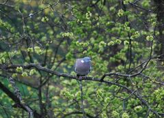 Columba palumbus
