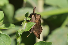 Nisoniades macarius