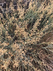 Gymnophyton isatidicarpum