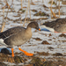 Taiga Bean Goose - Photo (c) Paul Cools, some rights reserved (CC BY-NC), uploaded by Paul Cools