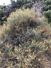Gymnophyton isatidicarpum