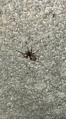 Amaurobius fenestralis