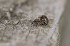Glocianus