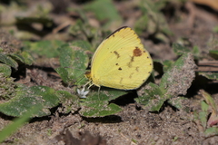 Pyrisitia leuce leuce