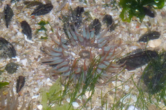 Bunodosoma zamponii
