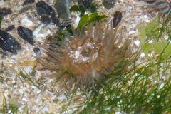 Bunodosoma zamponii
