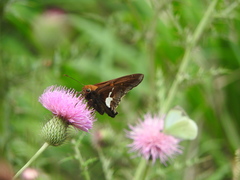 Epargyreus socus orizaba