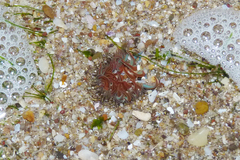 Bunodosoma zamponii