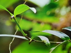 Scaphyglottis modesta