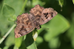 Nisoniades macarius