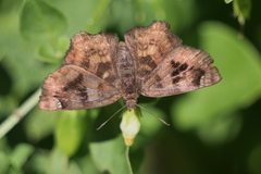 Nisoniades macarius