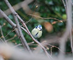 Cyanistes caeruleus caeruleus