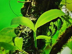 Epidendrum angustilobum