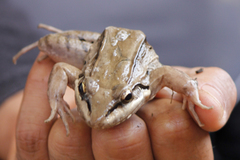 Leptodactylus insularum