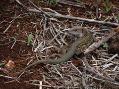 Aspidoscelis angusticeps angusticeps