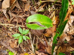 Prescottia stachyodes