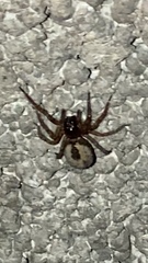 Amaurobius fenestralis