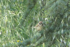 Passer montanus
