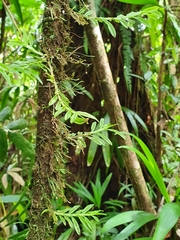 Dichaea hookeri