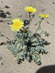 Malacothrix sonchoides