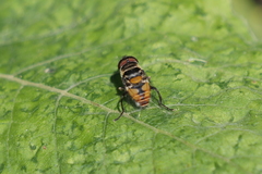 Palpada rufiventris