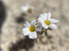 Linanthus inyoensis