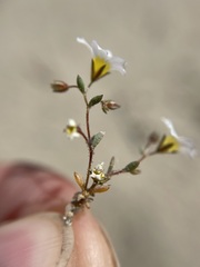 Linanthus inyoensis