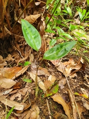 Prescottia stachyodes