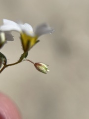 Linanthus inyoensis
