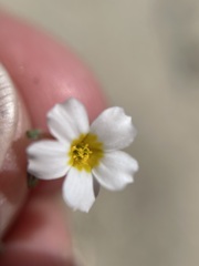 Linanthus inyoensis
